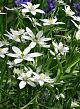 X 100 ORNITHOGALUM UMBELLATUM 6/+