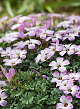 X 100 OXALIS ADENOPHYLLA 6/+