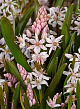 X 100 SCILLA BIFOLIA ROSEA 5/+