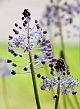 X 100 SCILLA LITARDIEREI 6/+