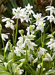 X 100 SCILLA SIBERICA ALBA 7/8
