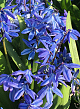 X 100 SCILLA SIBERICA SPRING BEAUTY 8/9