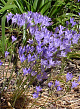 X 100 TRITELEIA CORRINA 5/6
