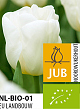 X 100 BIO TULIPA CALGARY 11/12