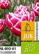 X 100 BIO TULIPA COLUMBUS 11/12