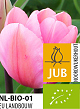 X 100 BIO TULIPA BIG LOVE 11/12