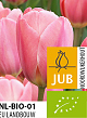 X 100 BIO TULIPA DESIGN IMPRESSION 11/12