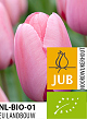 X 100 BIO TULIPA PINK IMPRESSION 11/12