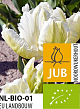 X 100 BIO TULIPA WHITE REBEL 11/12