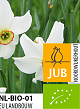 X 100 BIO NARCISSUS RECURVUS 10/12