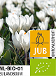 X 100 BIO CROCUS JEANNE DARC 7/8