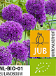 X   50 BIO ALLIUM PURPLE SENSATION 10/12