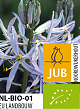 X   25 BIO CAMASSIA CUSICKII 12/+