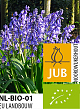X 100 BIO HYACINTHOIDES EXCELSIOR 10/+
