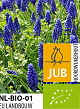 X 100 BIO MUSCARI ARMENIACUM 7/8