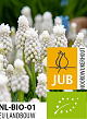 X 100 BIO MUSCARI WHITE MAGIC 6/7