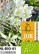 X 100 BIO ORNITHOGALUM WHITE TROPHY 6/+