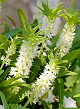 X 25 EUCOMIS AUTUMNALIS 14/16