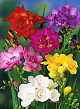 X 100 FREESIA DUBBEL MIX 5/+