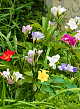 X 100 FREESIA ENKEL MIX 5/+