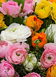 X 100 RANUNCULUS MIX 6/7