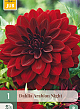 X 1 DAHLIA ARABIAN NIGHT I