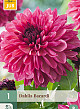 X 1 DAHLIA BACARDI I