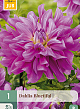 X 1 DAHLIA BLUETIFUL I