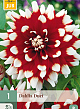 X 1 DAHLIA DUET I