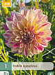 X 1 DAHLIA KAMELEON I