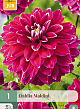 X 1 DAHLIA MALDINI I