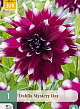 X 1 DAHLIA MYSTERY DAY I