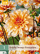 X 1 DAHLIA ORANGE PERCEPTION I