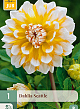 X 1 DAHLIA SEATTLE I