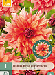 X 1 DAHLIA BELLE OF BARMERA I