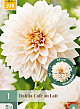 X 1 DAHLIA CAFÉ AU LAIT I