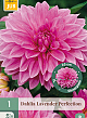 X 1 DAHLIA LAVENDER PERFECTION I