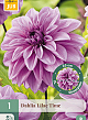 X 1 DAHLIA LILAC TIME I
