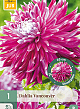 X 1 DAHLIA VANCOUVER I