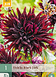 X 1 DAHLIA BLACK JACK I