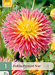 X 1 DAHLIA FRINGED STAR I