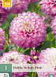 X 1 DAHLIA MELODY DIXIE I