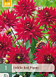 X 1 DAHLIA RED PIGMY I