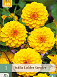 X 1 DAHLIA GOLDEN SCEPTER I