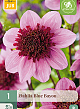 X 1 DAHLIA BLUE BAYOU I