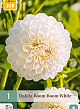 X 1 DAHLIA BOOM BOOM WHITE I