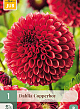 X 1 DAHLIA COPPERBOY I