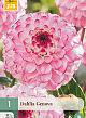 X 1 DAHLIA GENOVA I