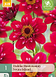 X 1 DAHLIA HOOTENANNY-SWAN ISLAND I