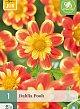X 1 DAHLIA POOH I